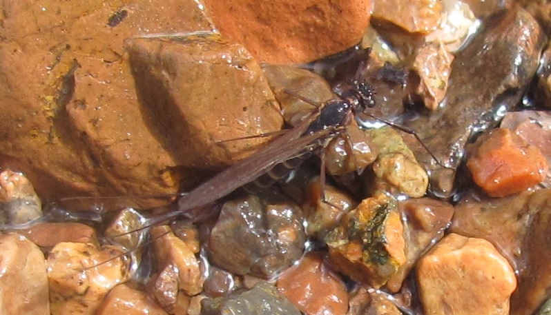 Leptophlebiidae: cfr. Habroleptoides sp.